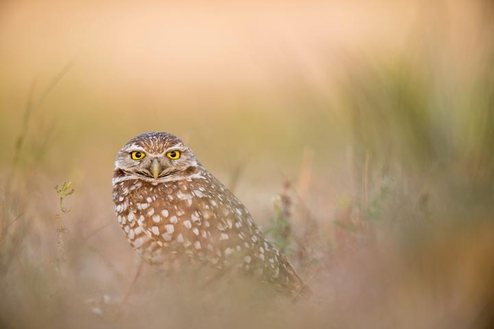 animal communication 